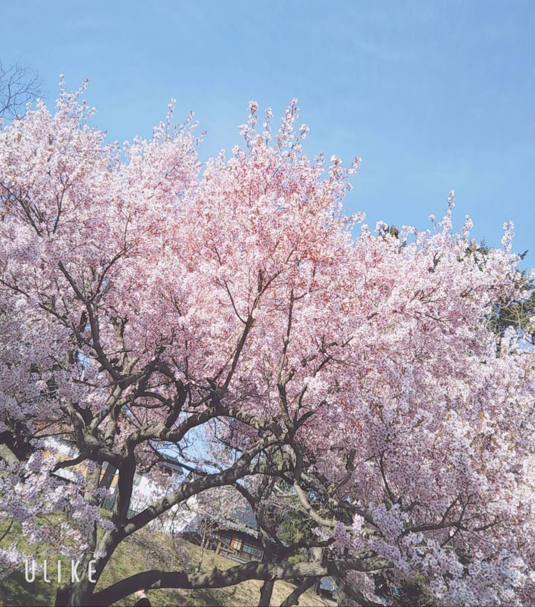 桜の花