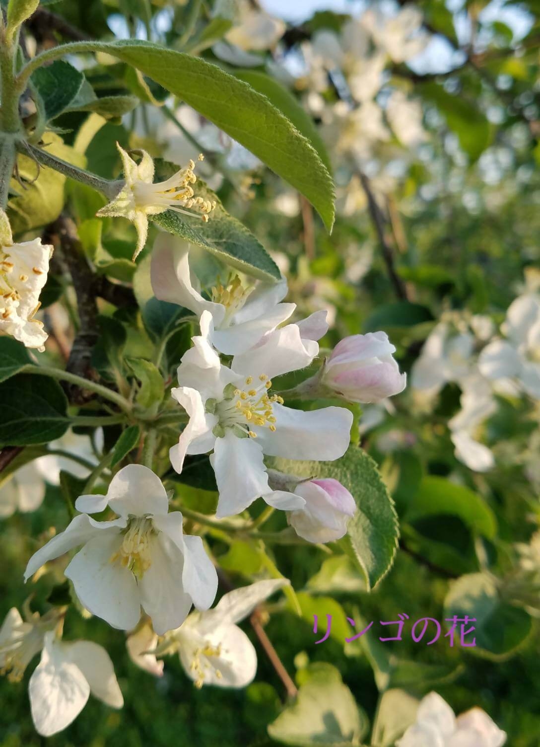 リンゴの花