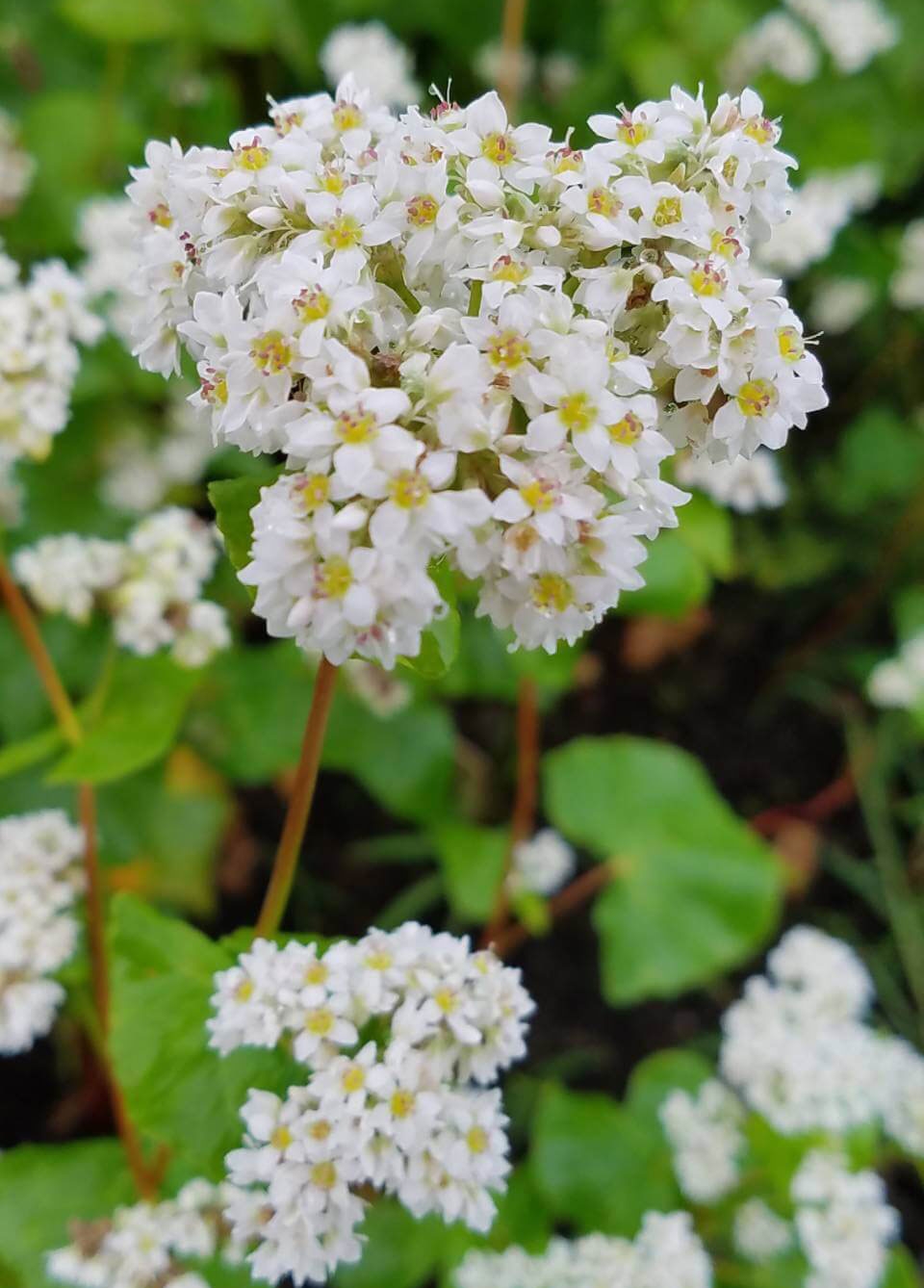 そばの花