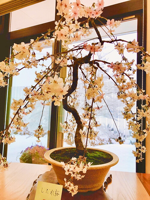 しだれ桜