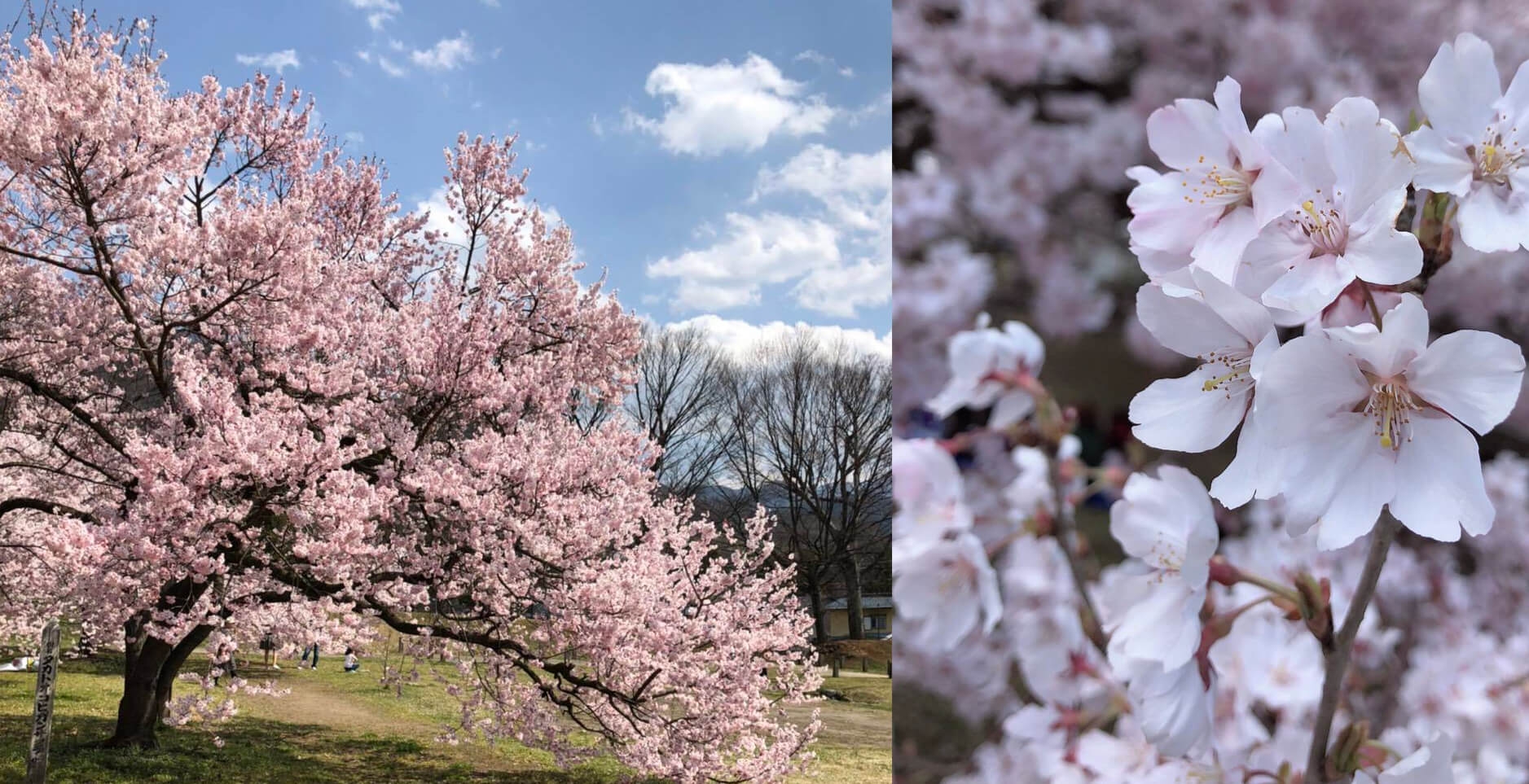 寂しそうな桜の木