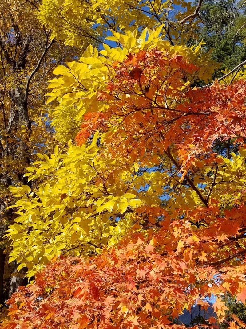 上田城の紅葉