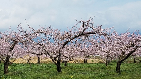 中野市の桃の花