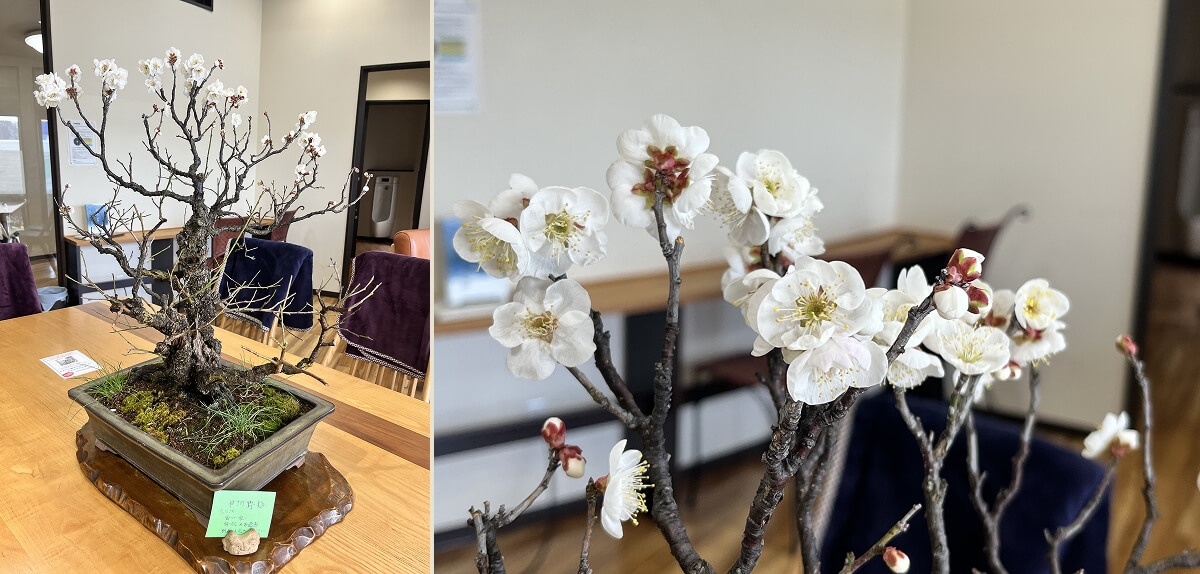 今週の盆栽「甲州野梅」