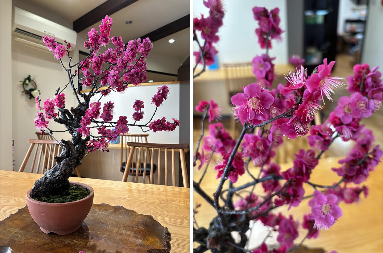 今月の盆栽「緋梅」