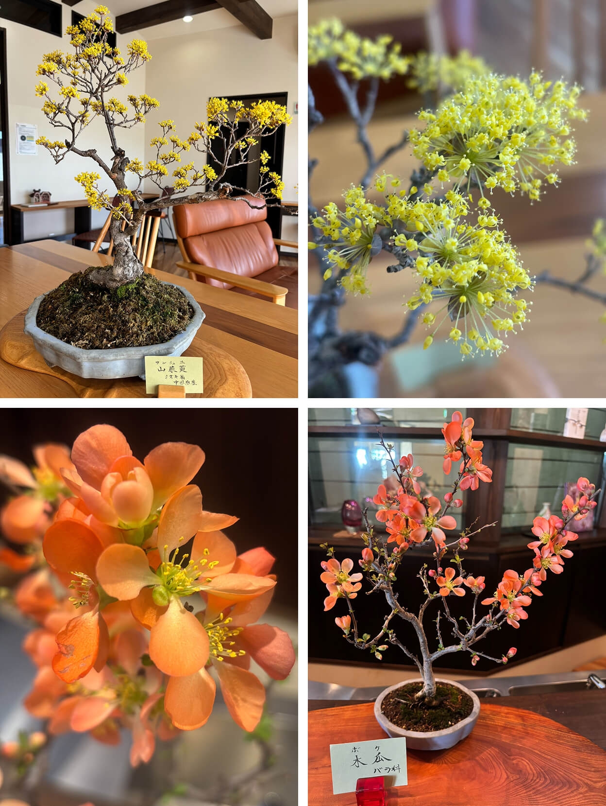 今月の「山茱萸(サンシュユ)」「木瓜(ボケ)」