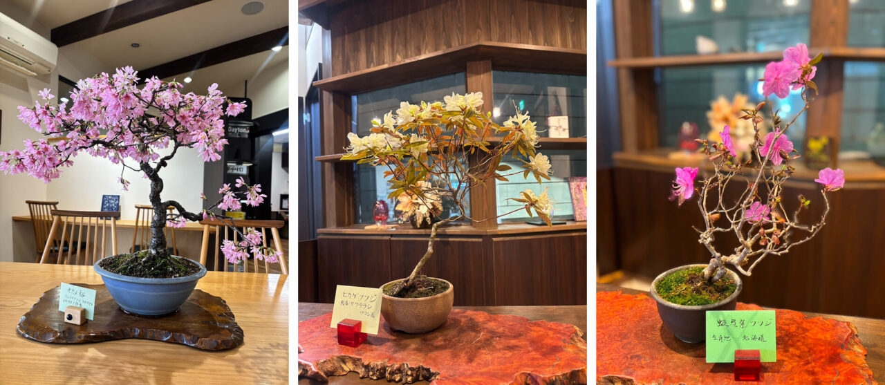 今月の「オカメ桜」「ヒカゲツツジ」「蝦夷紫ツツジ」