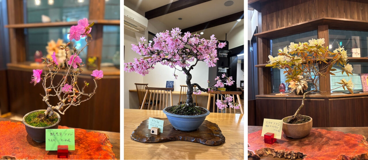 今月の「オカメ桜」「ヒカゲツツジ」「蝦夷紫ツツジ」