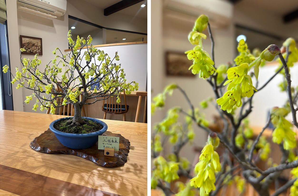 今月の「土佐水木」