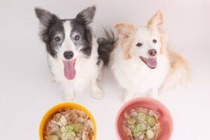 シニア犬が元気になる食事とサプリメントの紹介