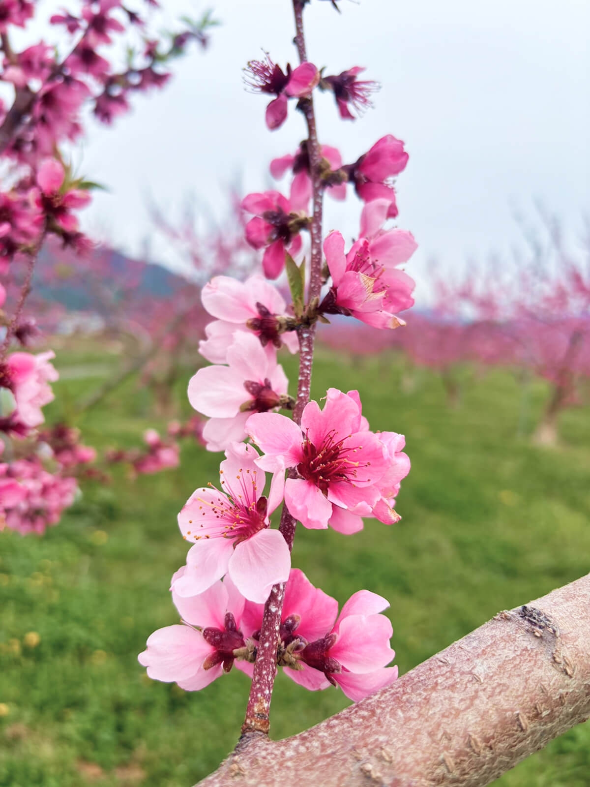 北信州の梨と桃の花