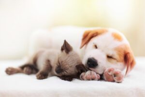 動物たちのサイトを始めます
